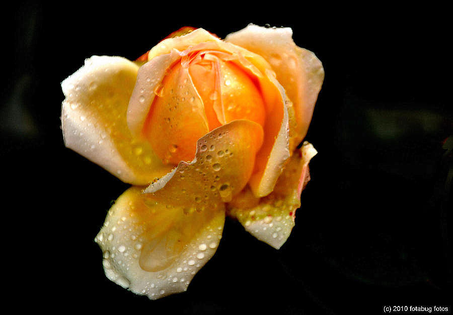 Beauty Of A Rose