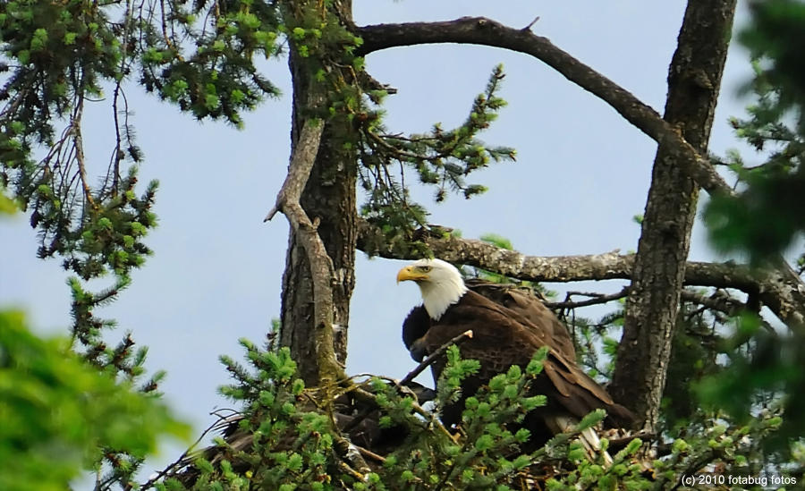 Mama Bald Eagle (with youngsters in back)