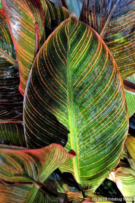 Shedding Some Light On A Leaf