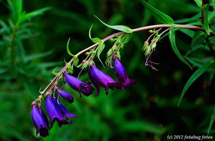 November Flowers