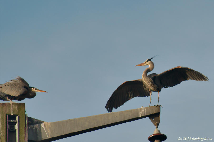 What do you think of my wingspan, baby?