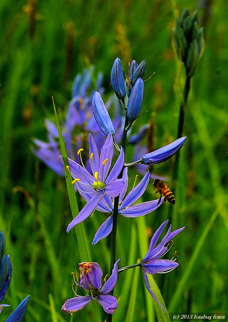 Camas Flower and Bee
