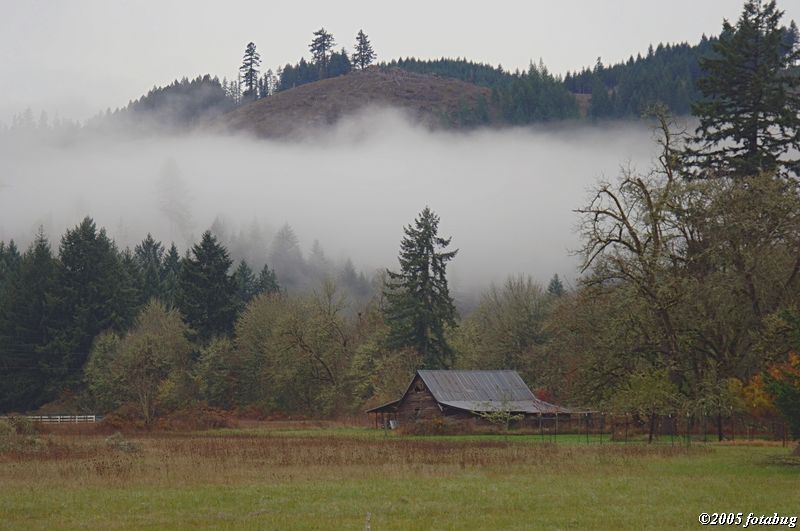 Fog in Coburg Hills