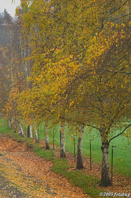 Along a country road #2
