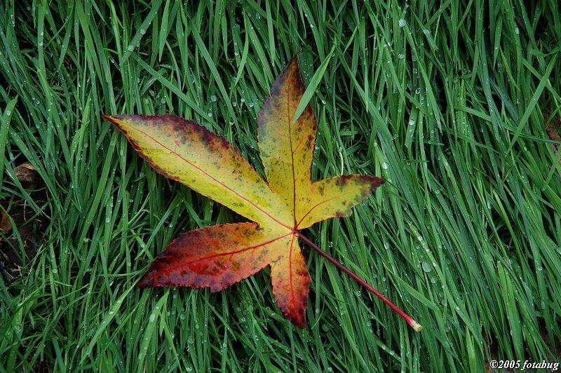 Leaf in a bed of grass