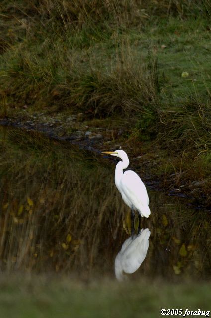 Caught up with the egret