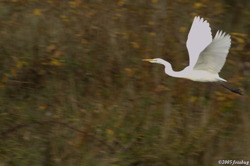 Egret flying away