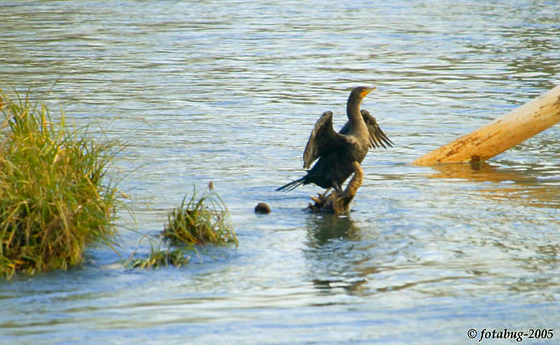 Cormorant drying its wings