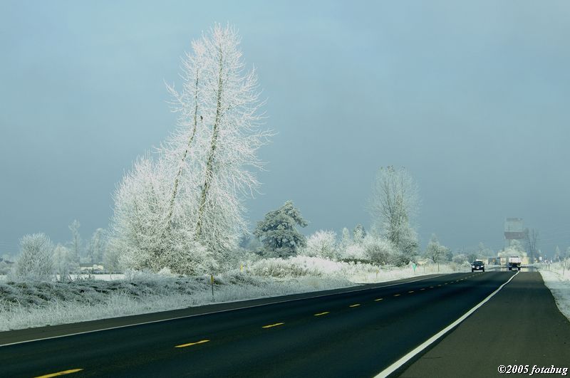 Frozen Fog