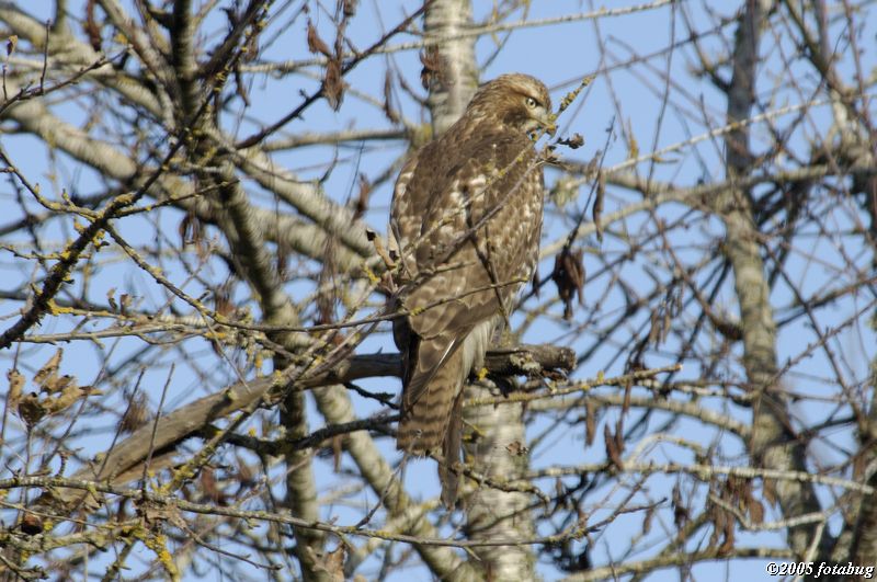 Red-tailed Hawk