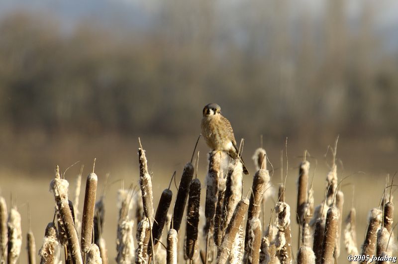 American Kestrel
