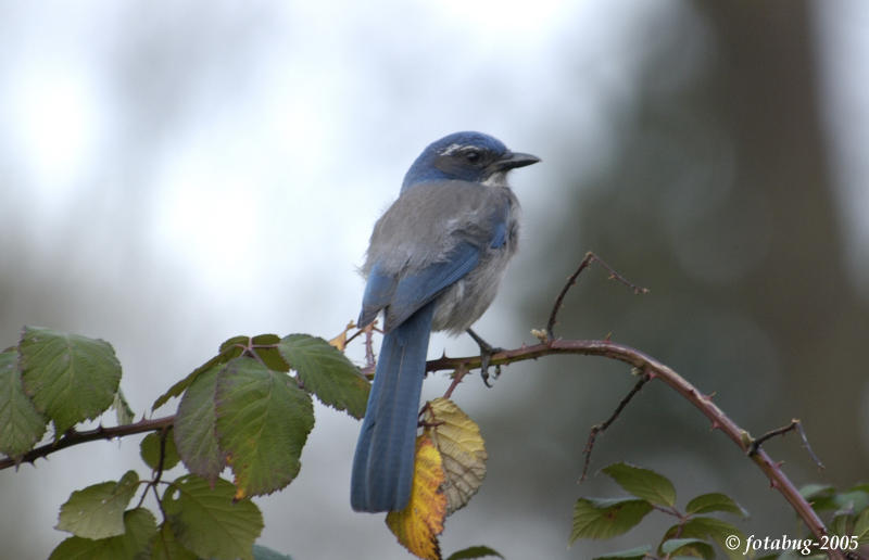 Western Scrub Jay #2