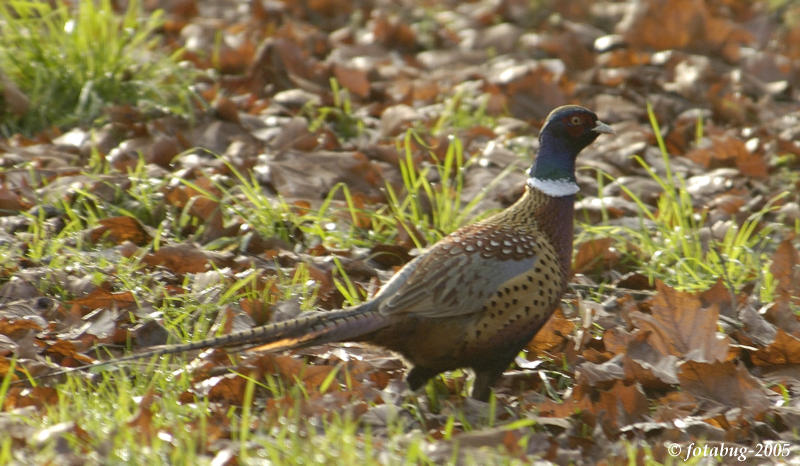 Pheasant #2