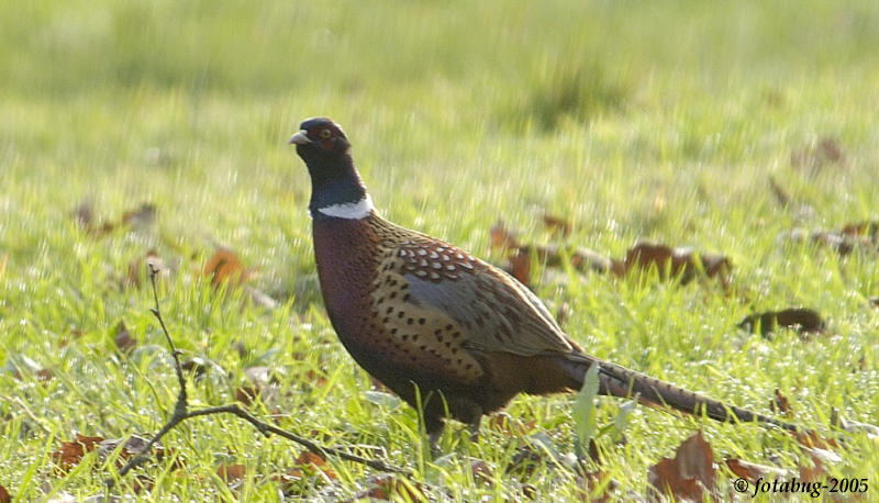 Pheasant #4