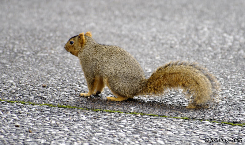 Squirrel hiding from me  :)