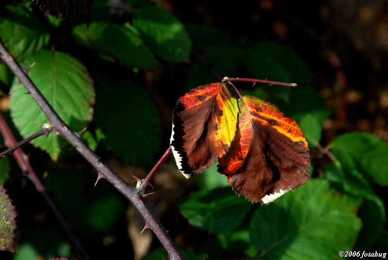 Winter color