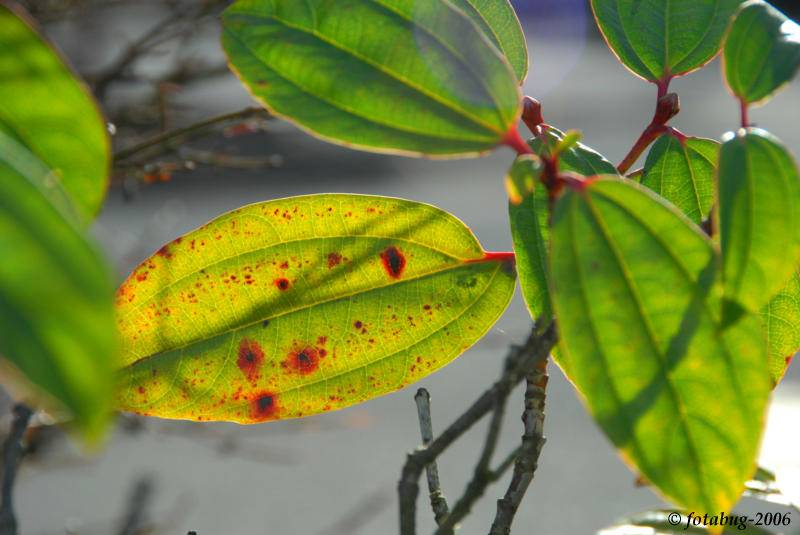 Grab shot of backlit leaf