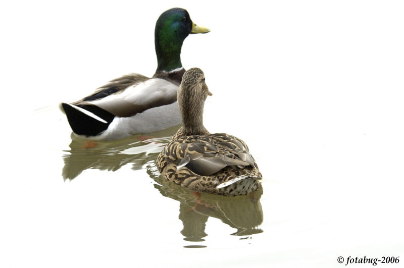 Ducks on a foggy morning