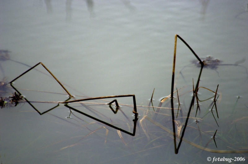 Natures abstract