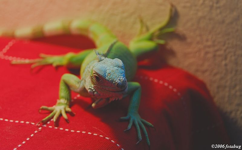 Iguana not intimidated