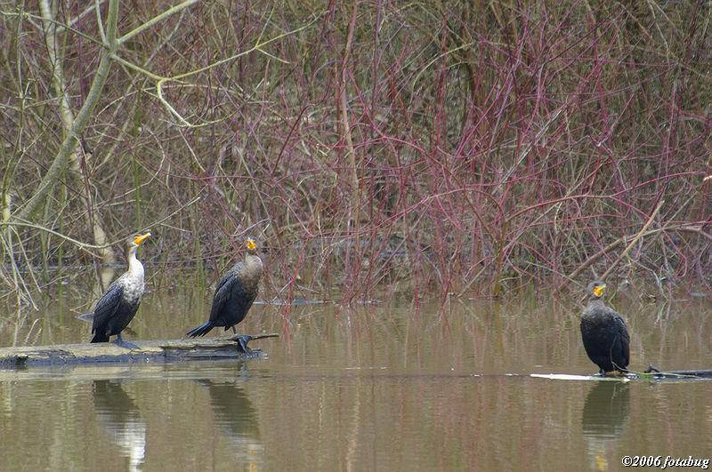 Cormorants