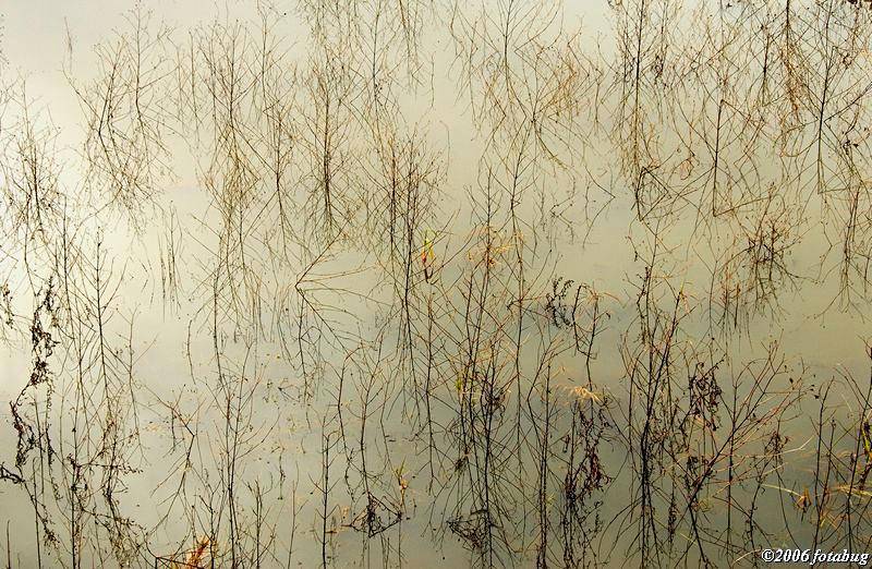 Grass in water