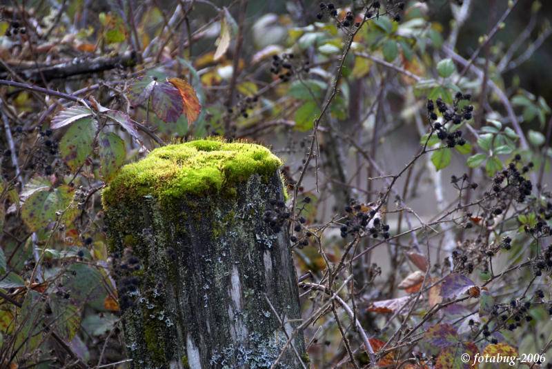 Old fence post