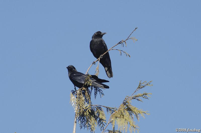Nothing to crow about, especially if they are blackbirds