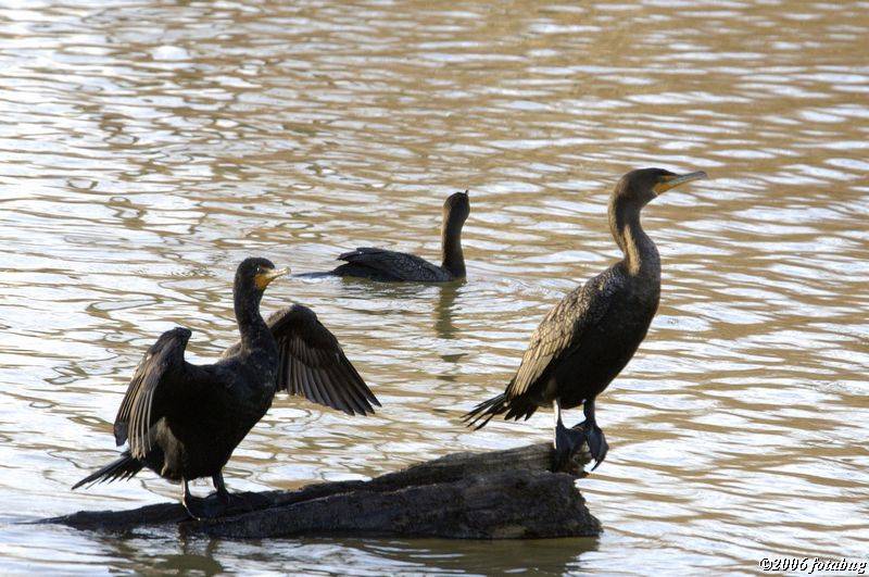 Cormorants sunning