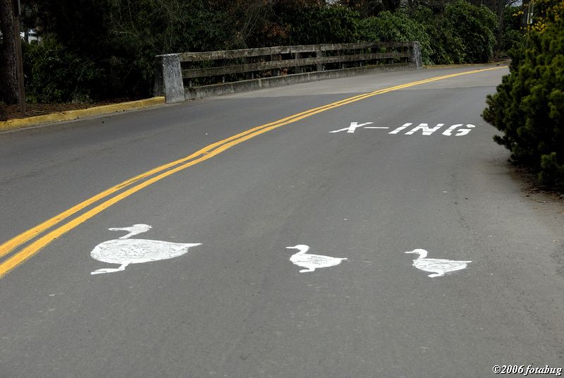 Duck crossing