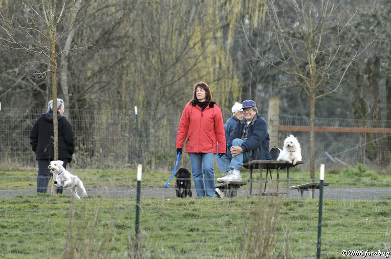 Things are jumping at the dog park