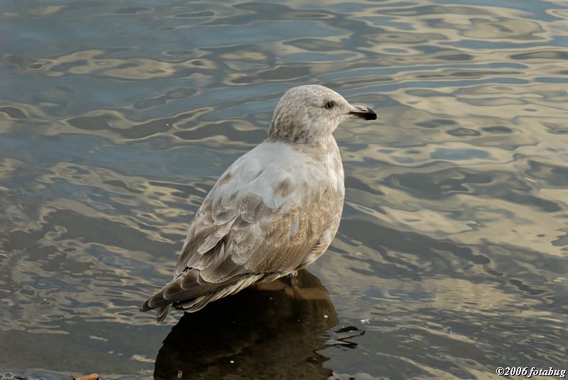 Seagull