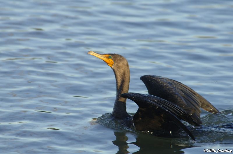 Cormorant spreading wings