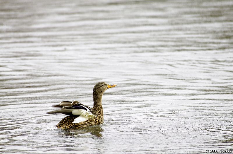 Female Mallard