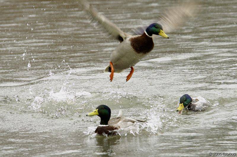 Incoming!