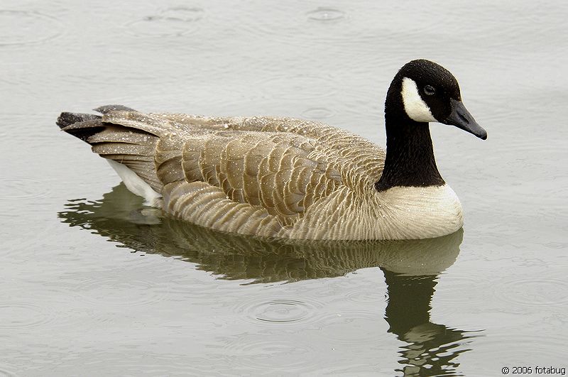 Honker