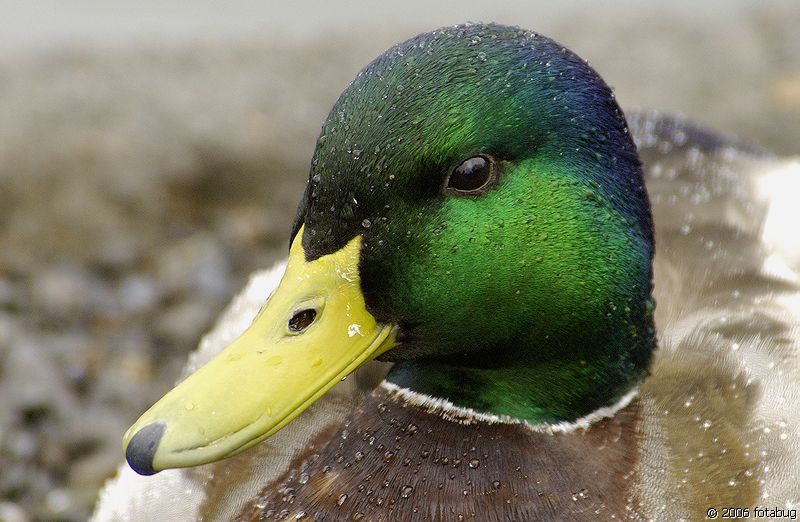 Male Mallard portrait