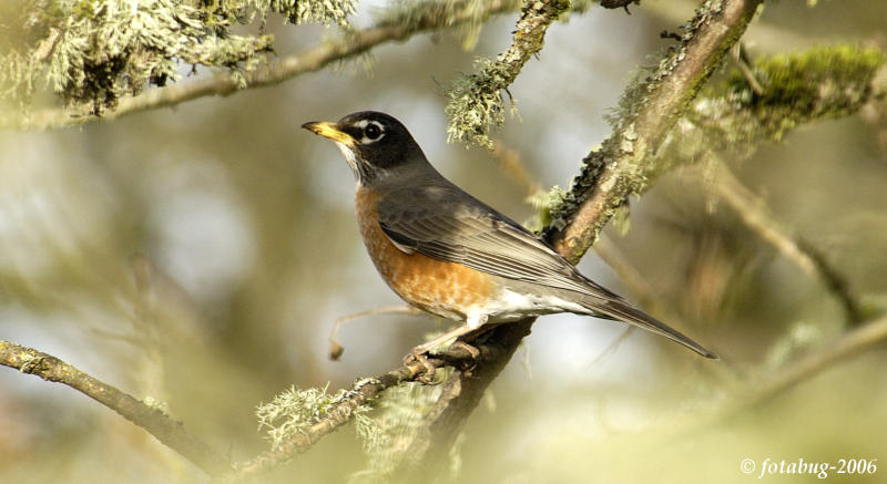 American Robin