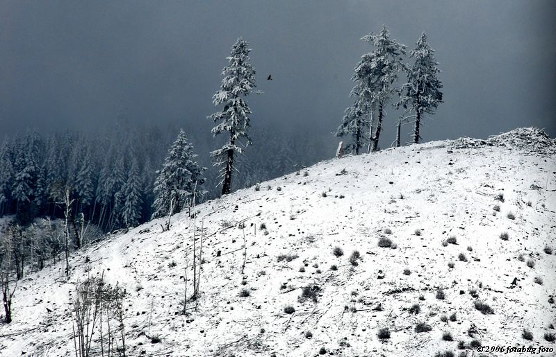 Trees at the top