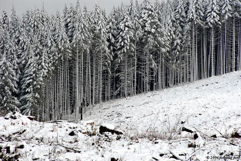 Tree line - close look