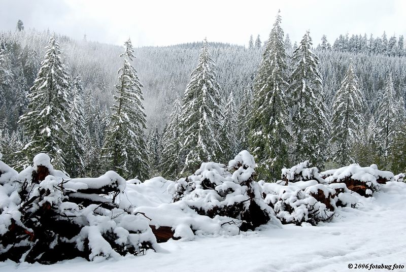 Snow covered trees