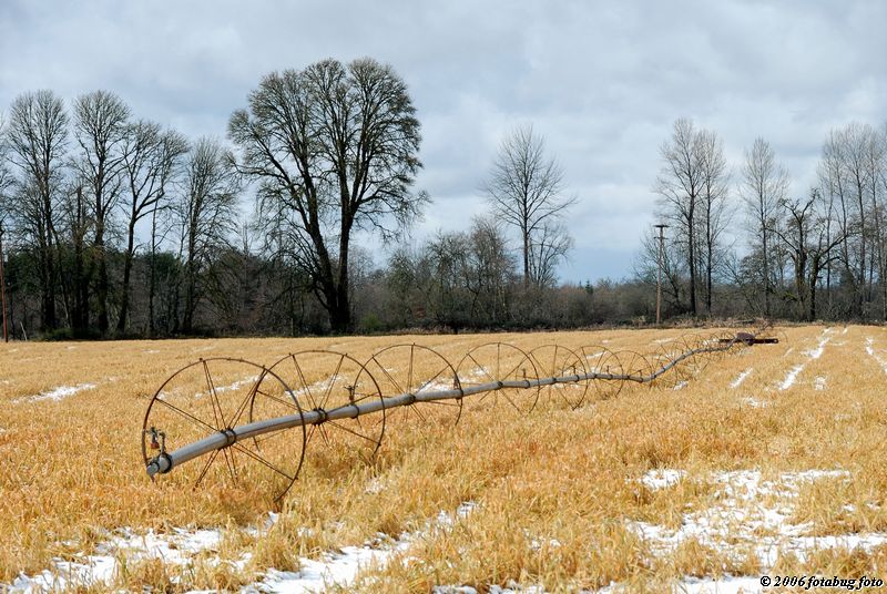 Golden field in Mohawk Valley