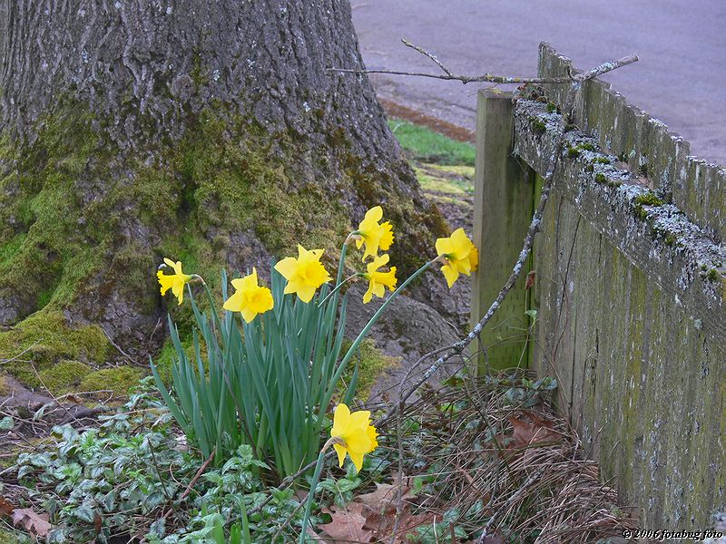 Neighborhood yard #2