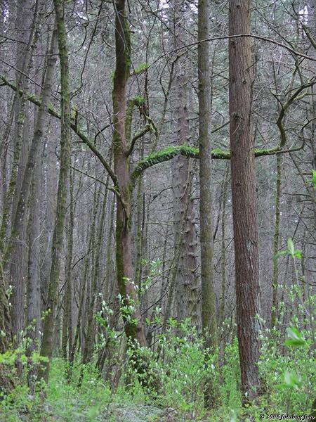 A tree among trees