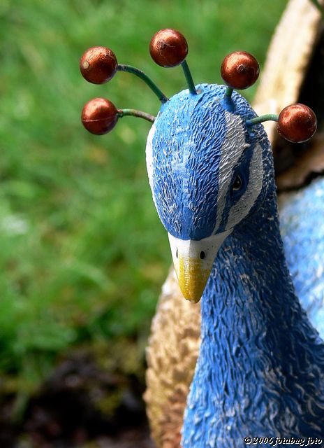Carol's pet Peacock
