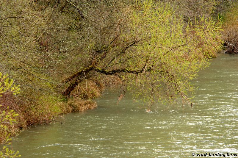 Tree along Willamette River