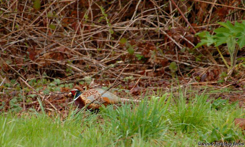 Pheasant hiding