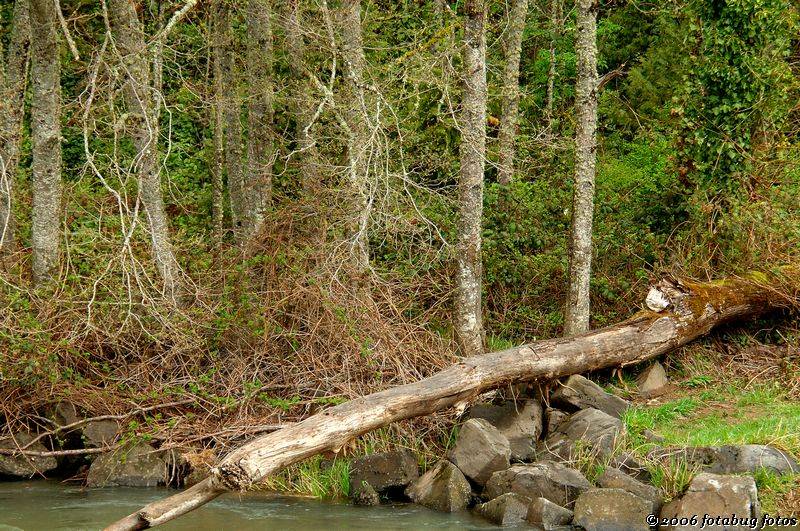 Along the rivers edge