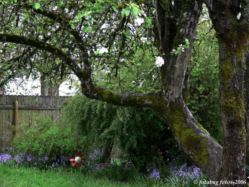 Apple tree