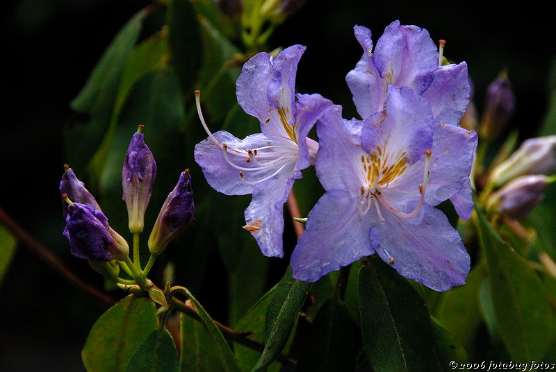 Rhododendrun in Hendricks Park